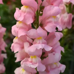 Antirrhinum Rocket Pink Flower Seeds