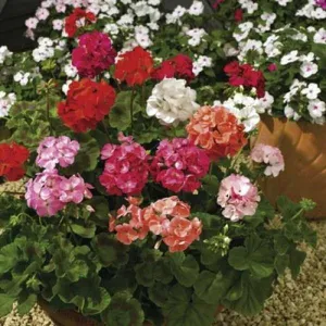 Geranium F2 Funtime Mix Seeds